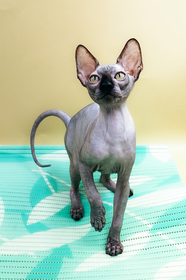 Lord | Sphynx Kitten