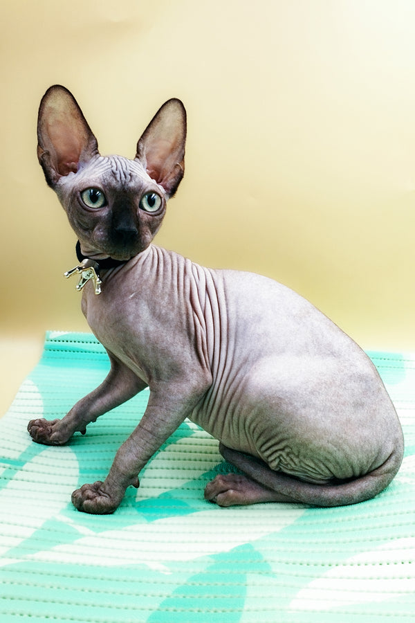 Lord | Sphynx Kitten
