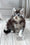 Lorens | Maine Coon Kitten