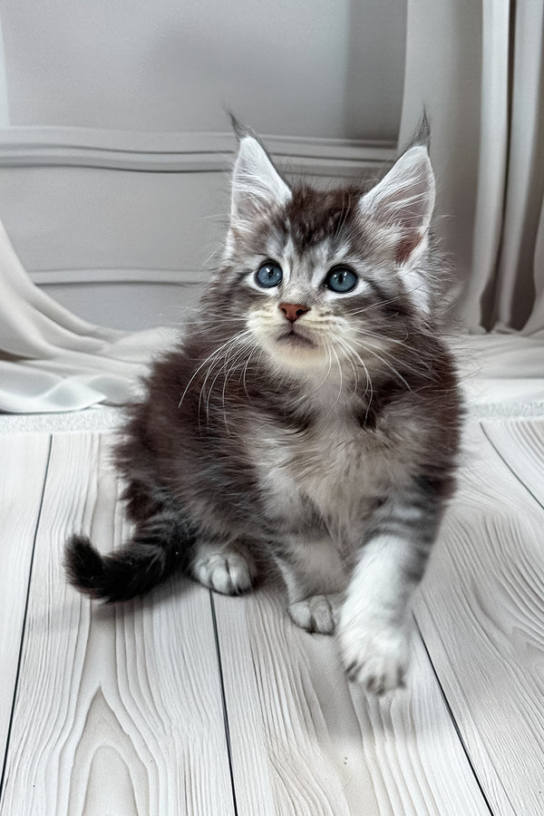 Lorens | Maine Coon Kitten