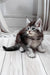Lorens | Maine Coon Kitten