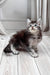 Lorens | Maine Coon Kitten