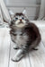 Lorens | Maine Coon Kitten