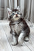 Lorens | Maine Coon Kitten