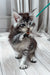 Lorens | Maine Coon Kitten