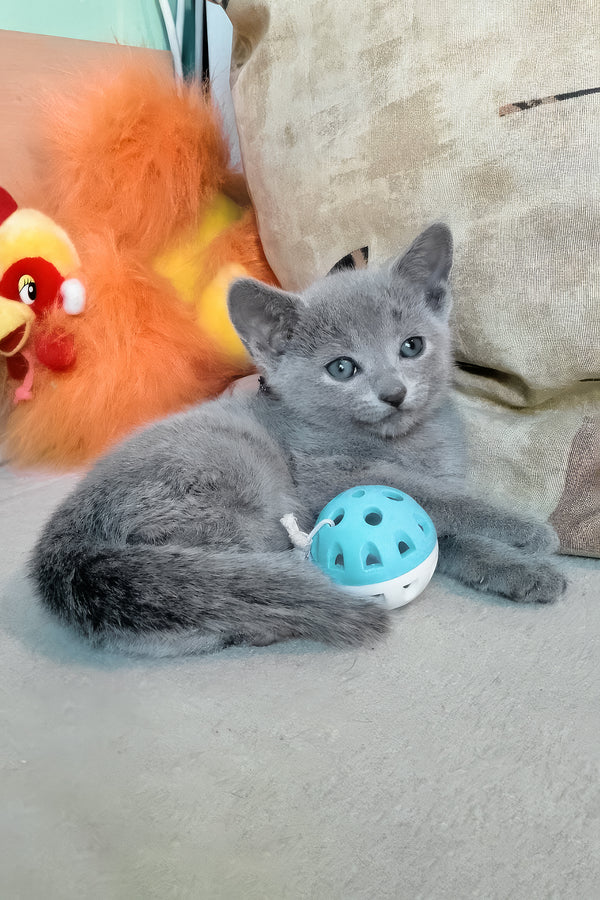 Lotos | Russian Blue Kitten