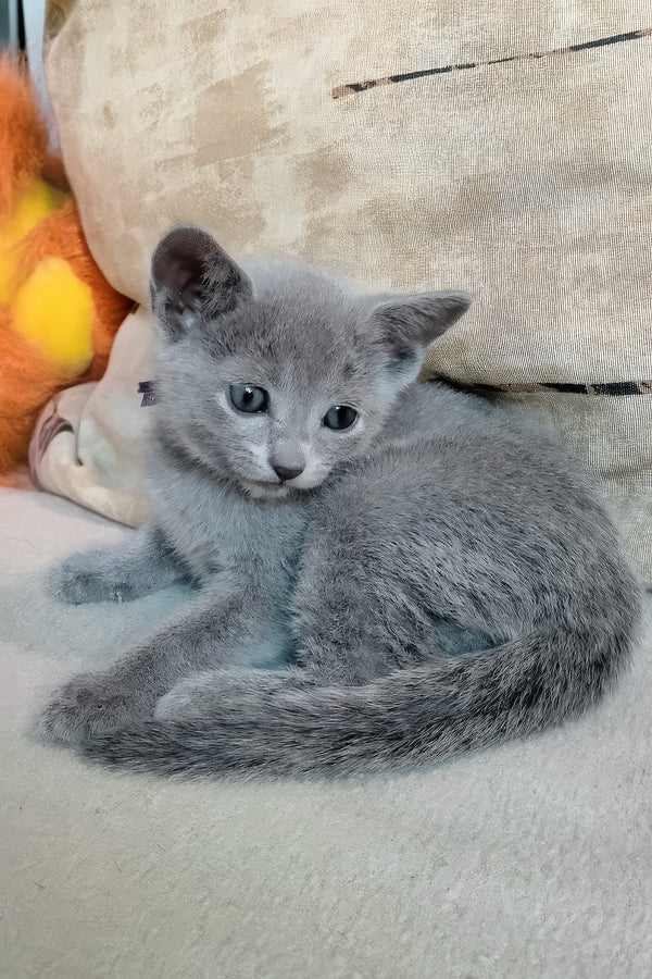 Lotos | Russian Blue Kitten
