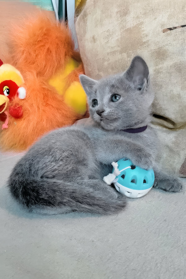 Lotos | Russian Blue Kitten