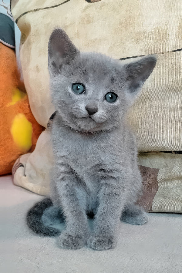 Lotos | Russian Blue Kitten