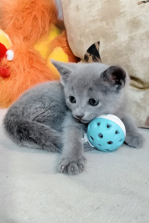 Lotos | Russian Blue Kitten