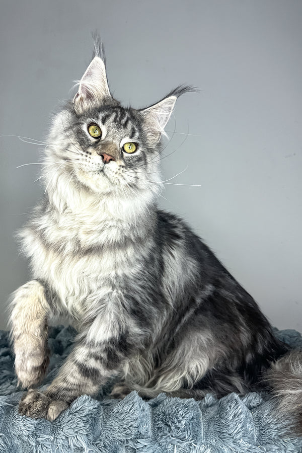 Louis | Maine Coon Kitten