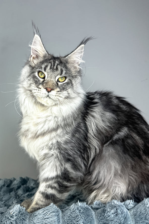 Louis | Maine Coon Kitten
