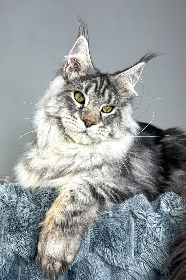 Louis | Maine Coon Kitten