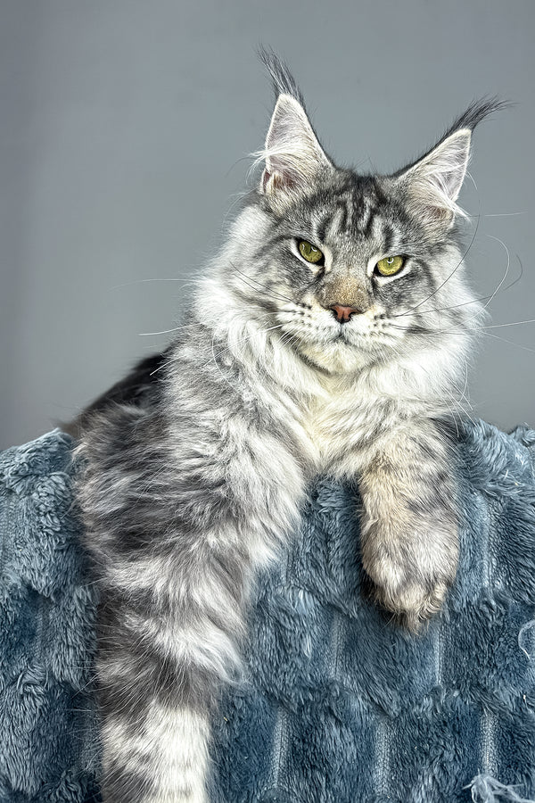 Louis | Maine Coon Kitten