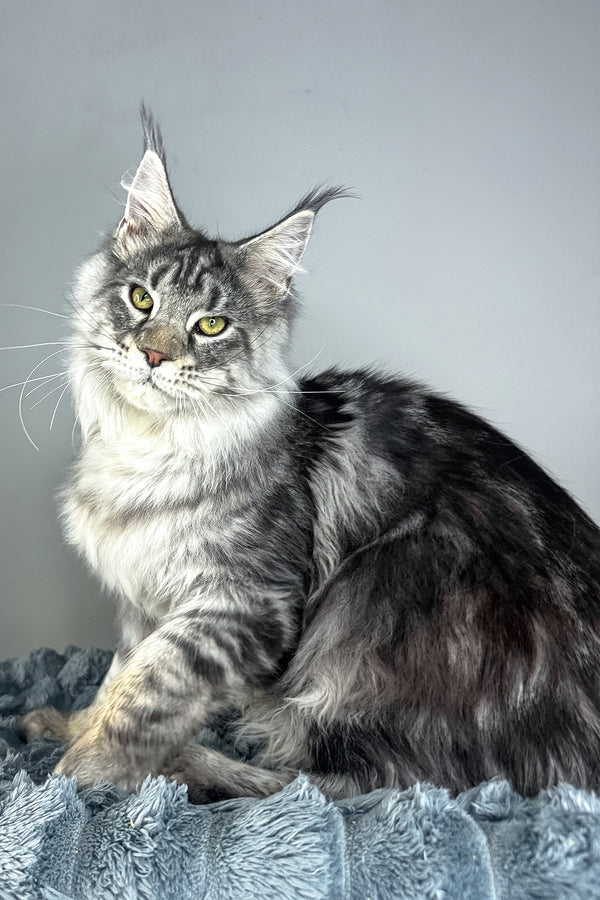 Louis | Maine Coon Kitten