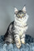 Louis | Maine Coon Kitten