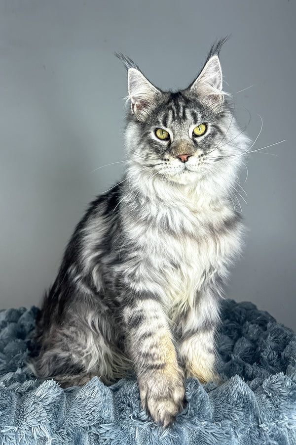 Louis | Maine Coon Kitten
