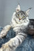 Louis | Maine Coon Kitten