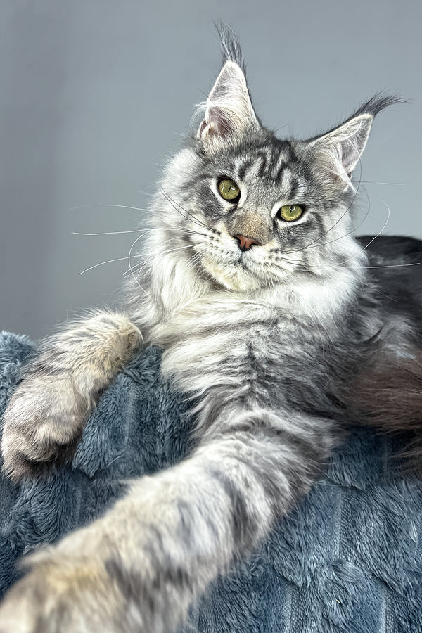 Louis | Maine Coon Kitten