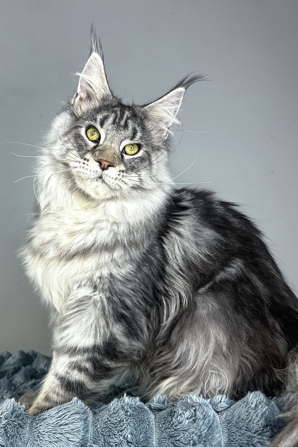 Louis | Maine Coon Kitten