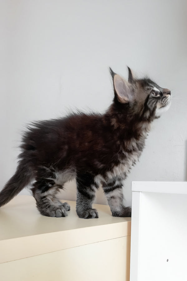 Lucky | Maine Coon Kitten
