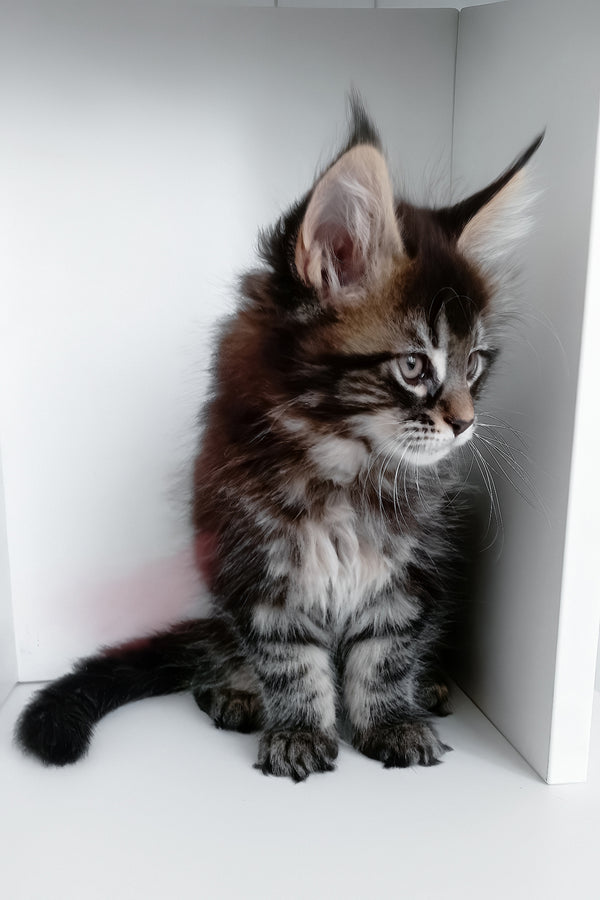 Lucky | Maine Coon Kitten