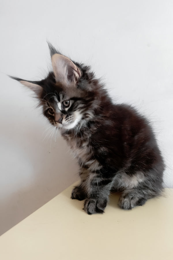 Lucky | Maine Coon Kitten