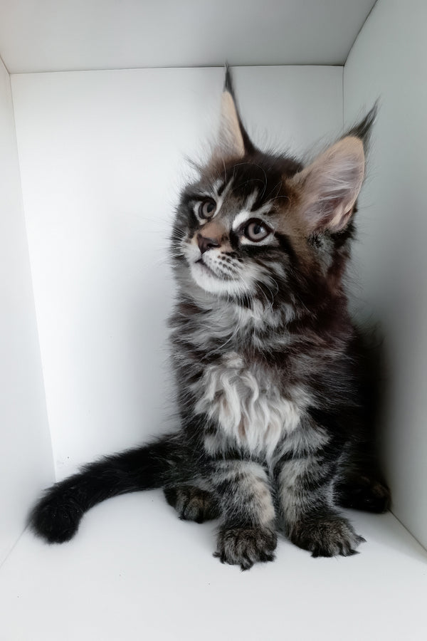Lucky | Maine Coon Kitten