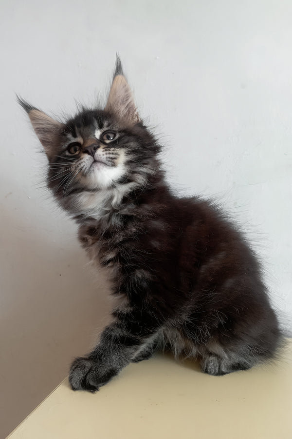 Lucky | Maine Coon Kitten