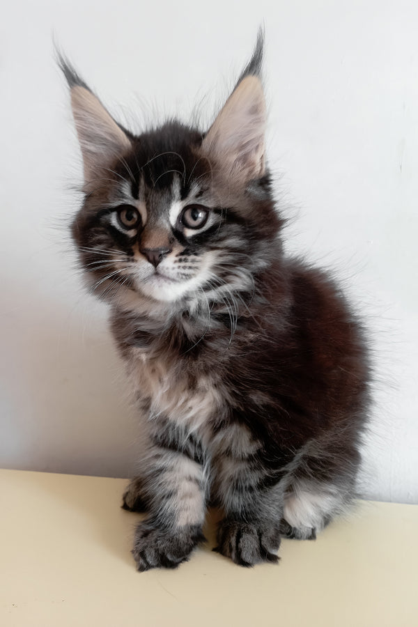 Lucky | Maine Coon Kitten