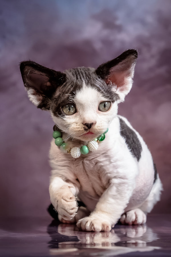 Lucky | Devon Rex Kitten