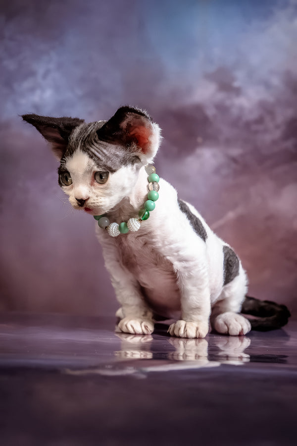 Lucky | Devon Rex Kitten