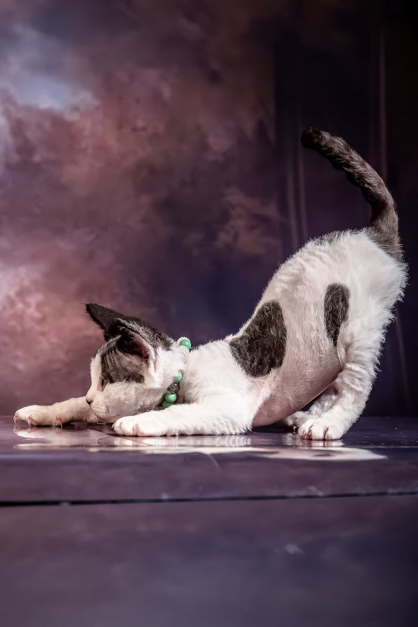 Lucky | Devon Rex Kitten