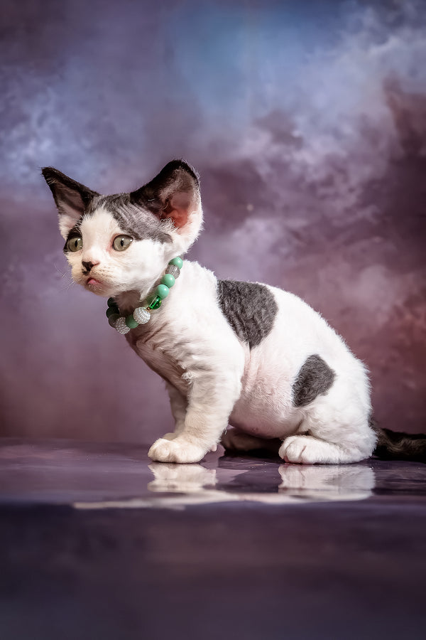 Lucky | Devon Rex Kitten