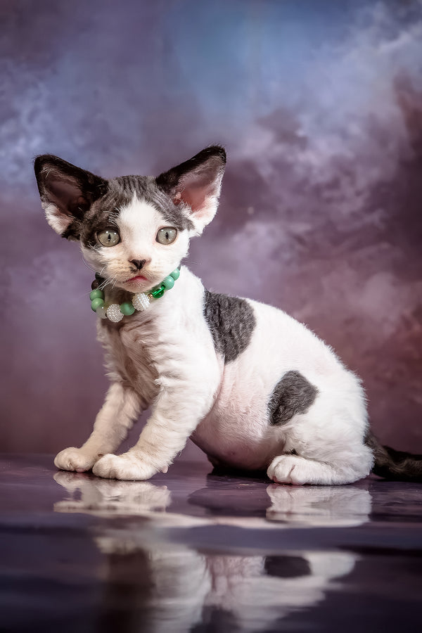 Lucky | Devon Rex Kitten