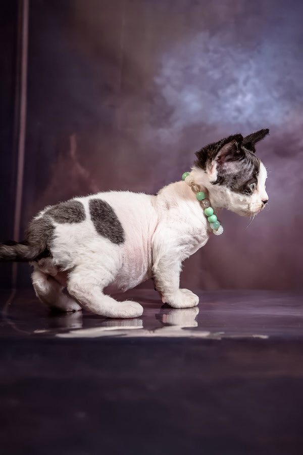 Lucky | Devon Rex Kitten
