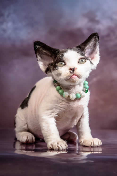 Lucky | Devon Rex Kitten