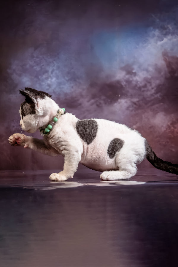 Lucky | Devon Rex Kitten
