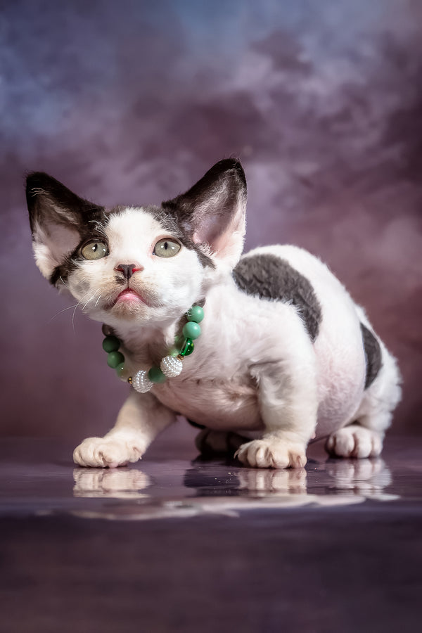 Lucky | Devon Rex Kitten
