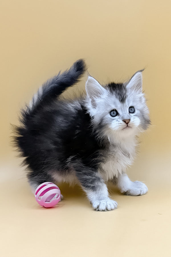 Luis | Maine Coon Kitten
