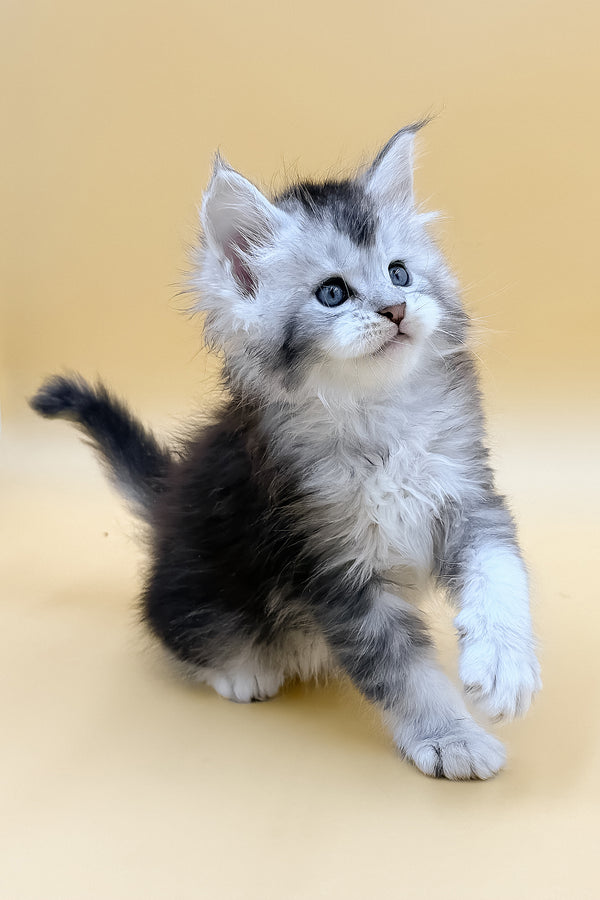 Luis | Maine Coon Kitten