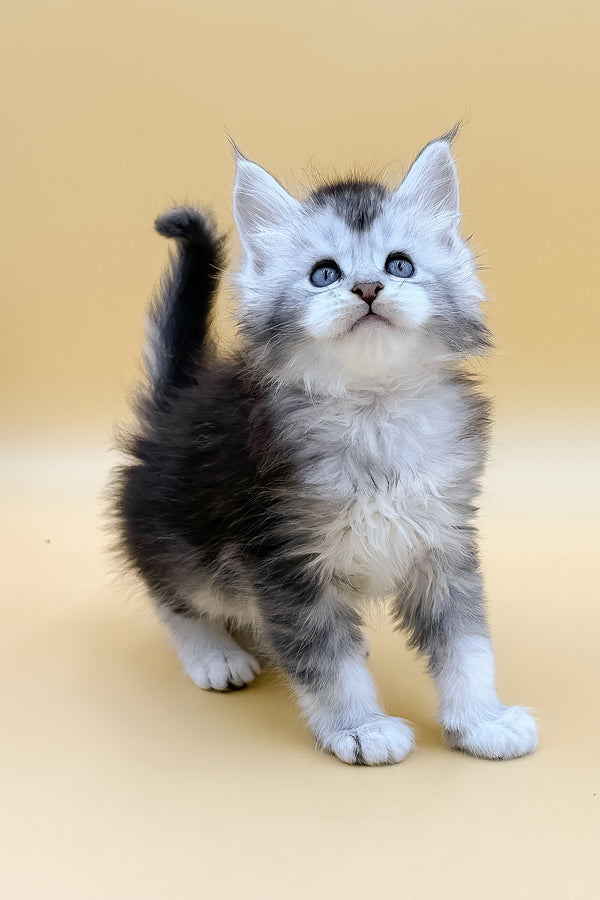 Luis | Maine Coon Kitten