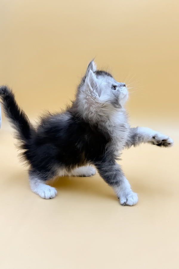 Luis | Maine Coon Kitten