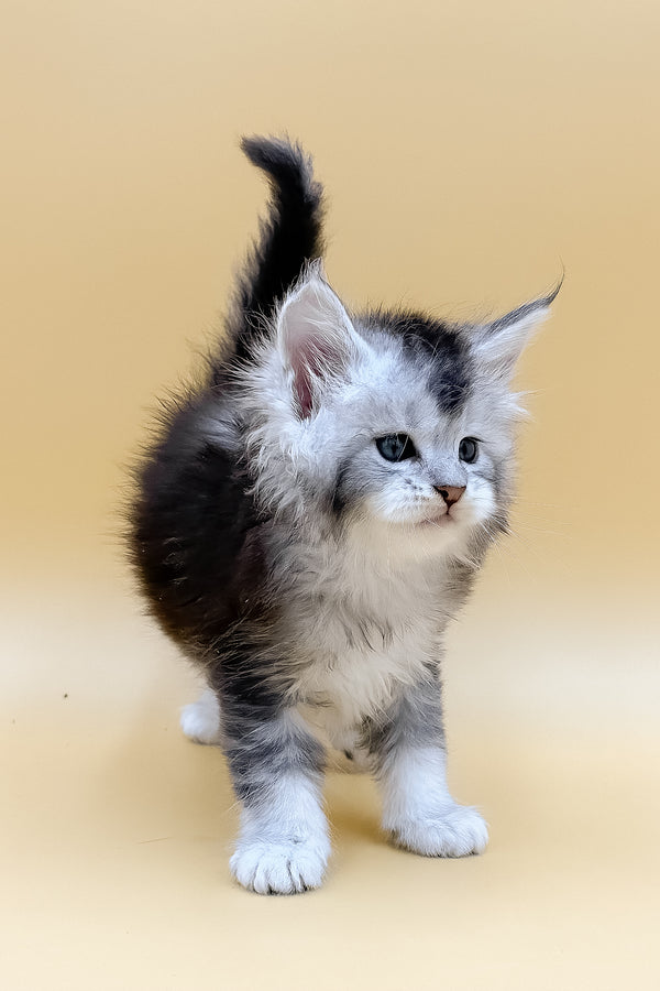 Luis | Maine Coon Kitten