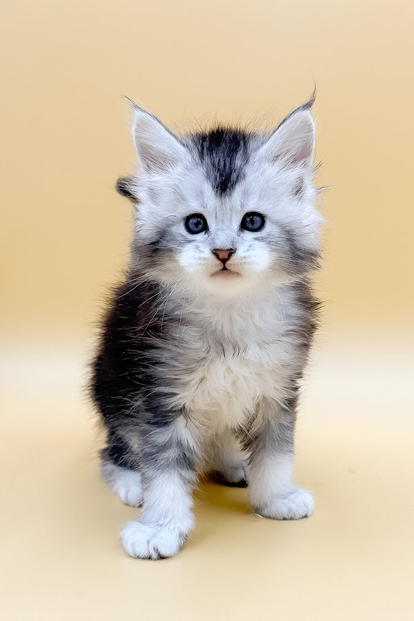 Luis | Maine Coon Kitten