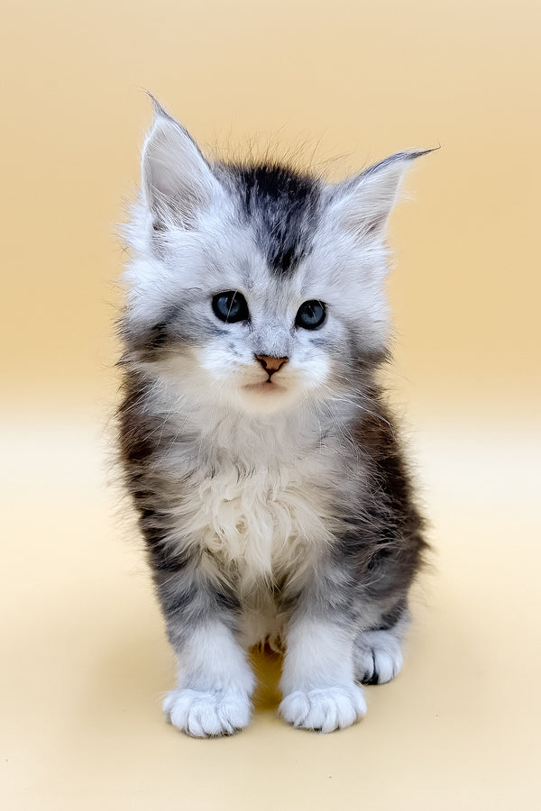 Luis | Maine Coon Kitten