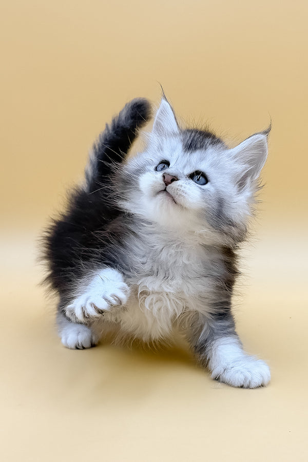 Luis | Maine Coon Kitten