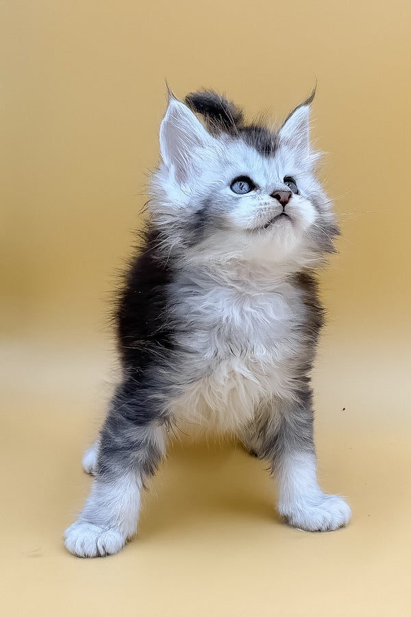 Luis | Maine Coon Kitten