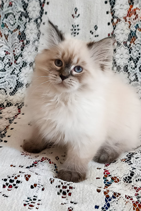 Luka | Siberian Kitten