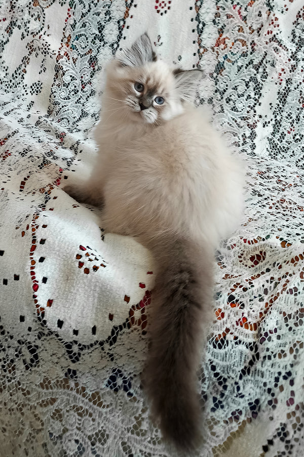 Luka | Siberian Kitten